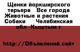 Щенки йоркширского терьера - Все города Животные и растения » Собаки   . Челябинская обл.,Кыштым г.
